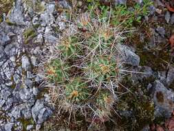 Image de Echinocereus polyacanthus Engelm.