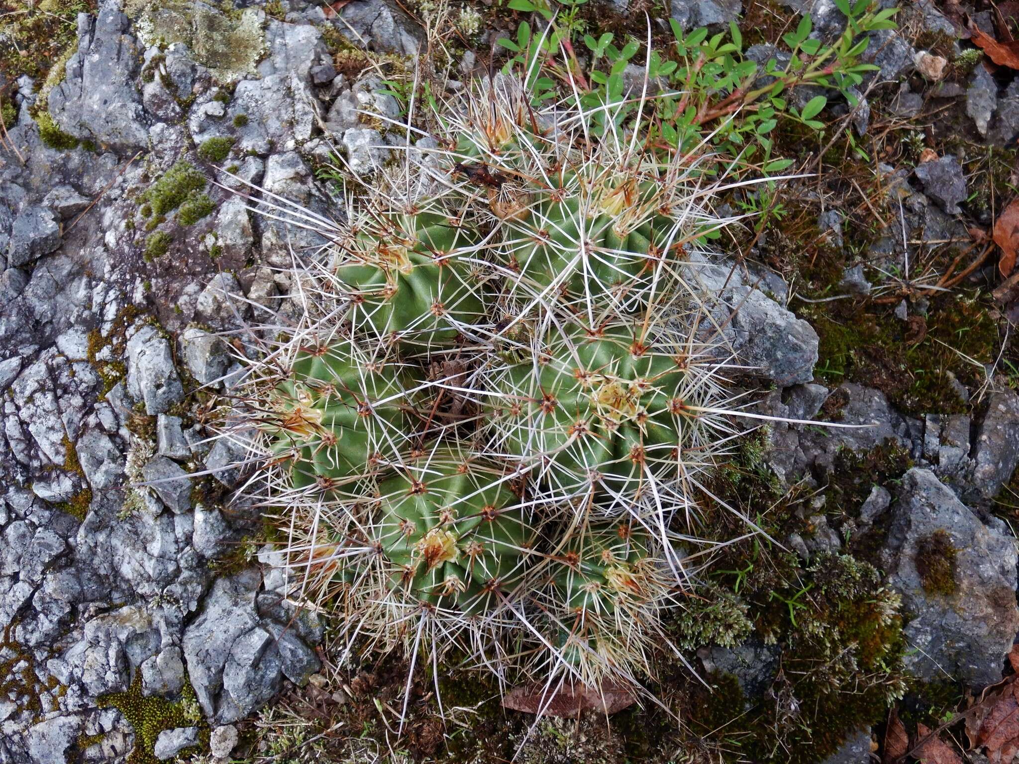 Image de Echinocereus polyacanthus Engelm.