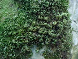 Image of Smith's leptodon moss