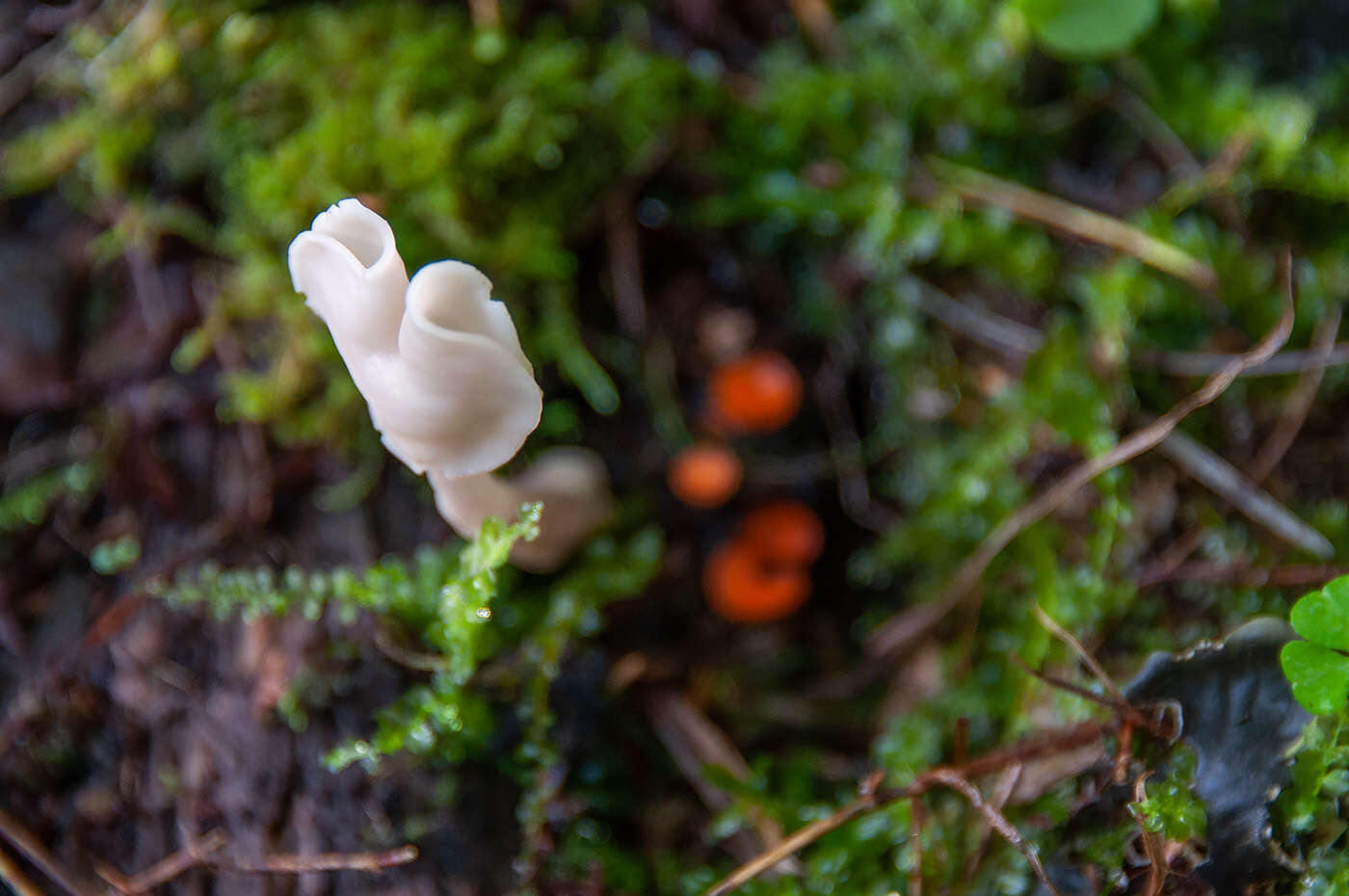 Helvella elastica Bull. 1785的圖片