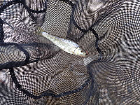 Image of Striped Shiner