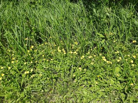 Oenothera pilosella Raf.的圖片