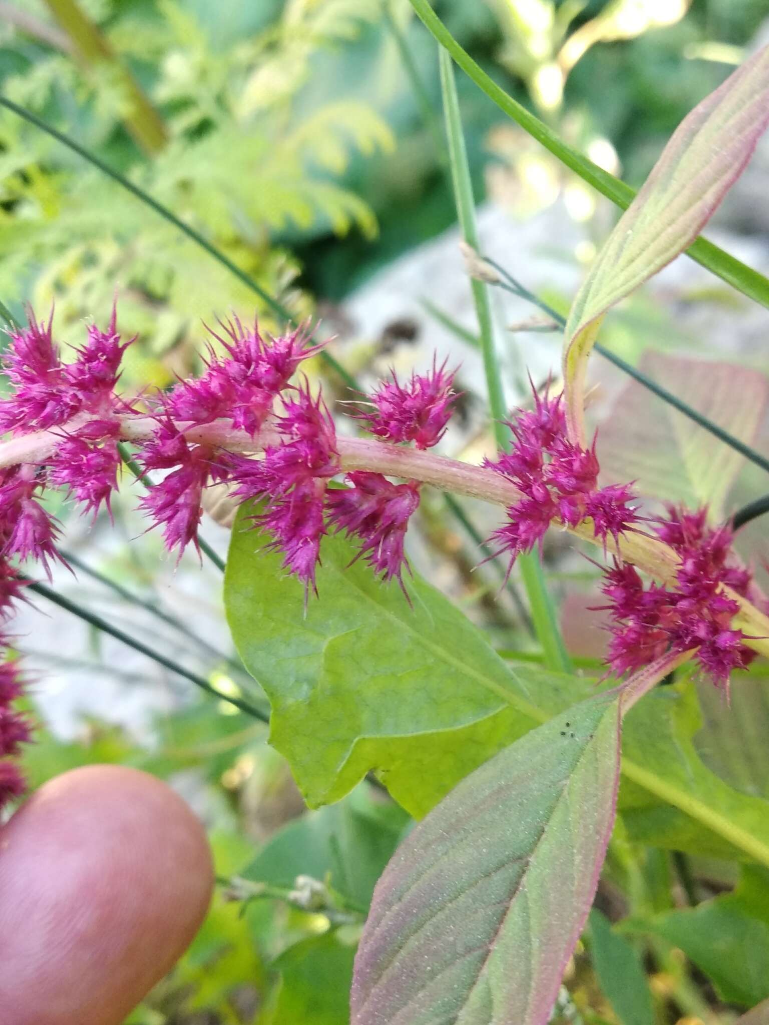 Plancia ëd Amaranthus hypochondriacus L.