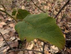 Image of Solanum ferrugineum Jacq.