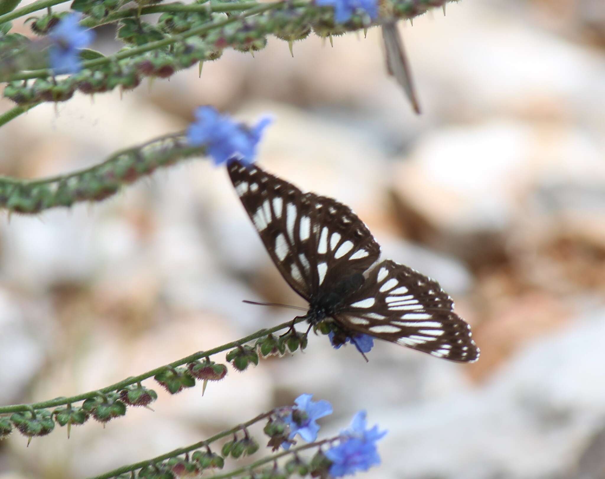 Limenitis cottini Oberthür 1884的圖片