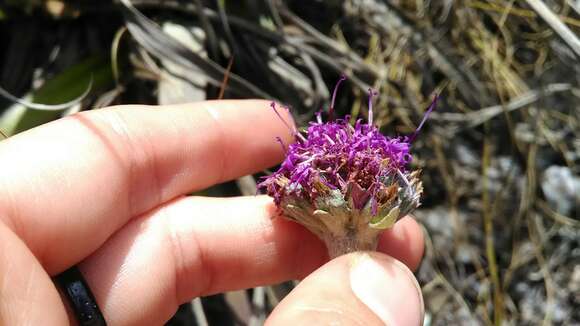 Chresta plantaginifolia (Less.) Gardn. resmi