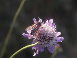 Image of Zygaena sarpedon Hübner 1790