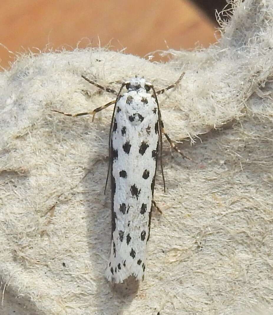 Image of Ethmia hagenella Chambers 1878