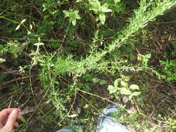 Image of Carolina desert-thorn