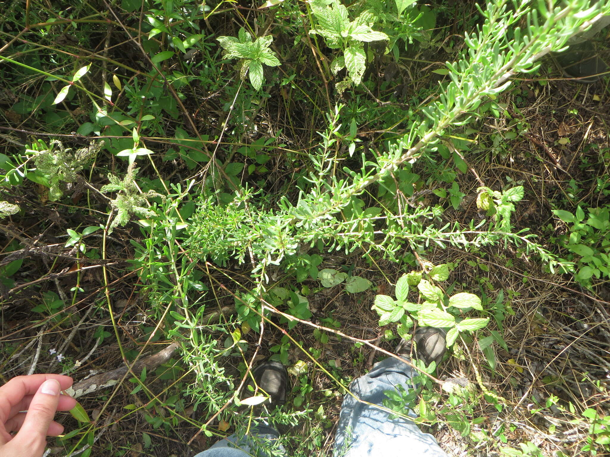 Image of Carolina desert-thorn