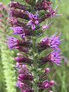 Image of prairie blazing star