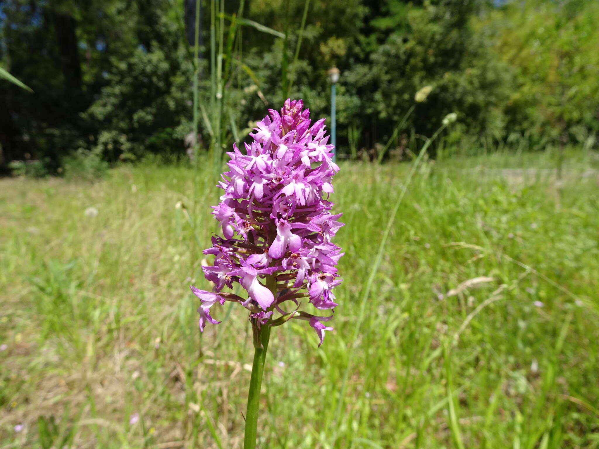 صورة Anacamptis pyramidalis (L.) Rich.