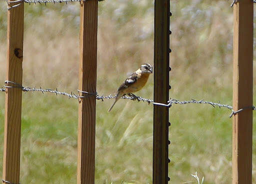 Image of Black-headed Grosbeak