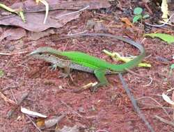 Image of Amazon Racerunner