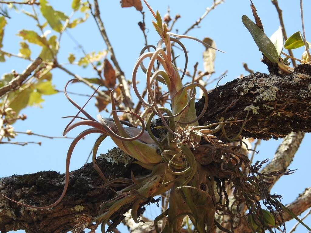 Image de Tillandsia caput-medusae É. Morren