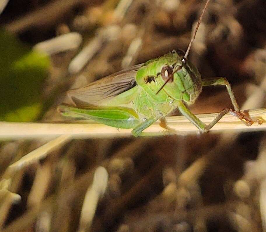 Plancia ëd Mecostethus parapleurus parapleurus (Hagenbach 1822)