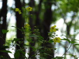 Image of fringed loosestrife