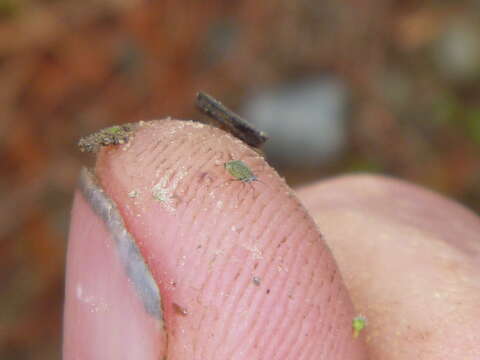 Image of Turnip aphid