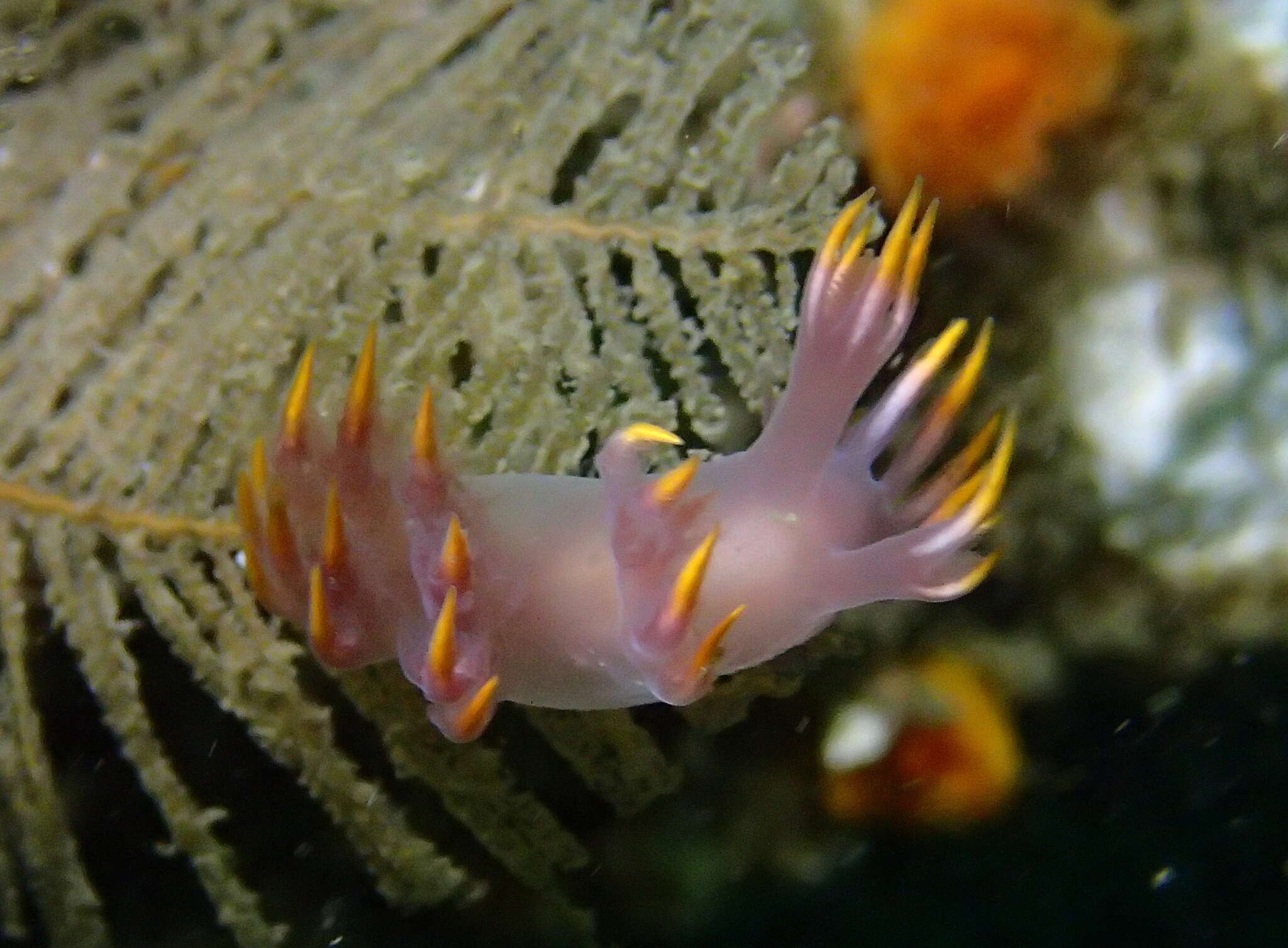 Plancia ëd Dendronotus albus MacFarland 1966