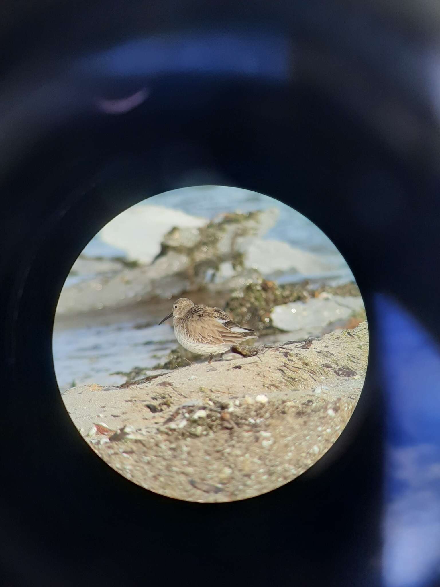 Image of Calidris alpina hudsonia (Todd 1953)