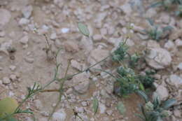 Image of Savignya parviflora (Delile) Webb