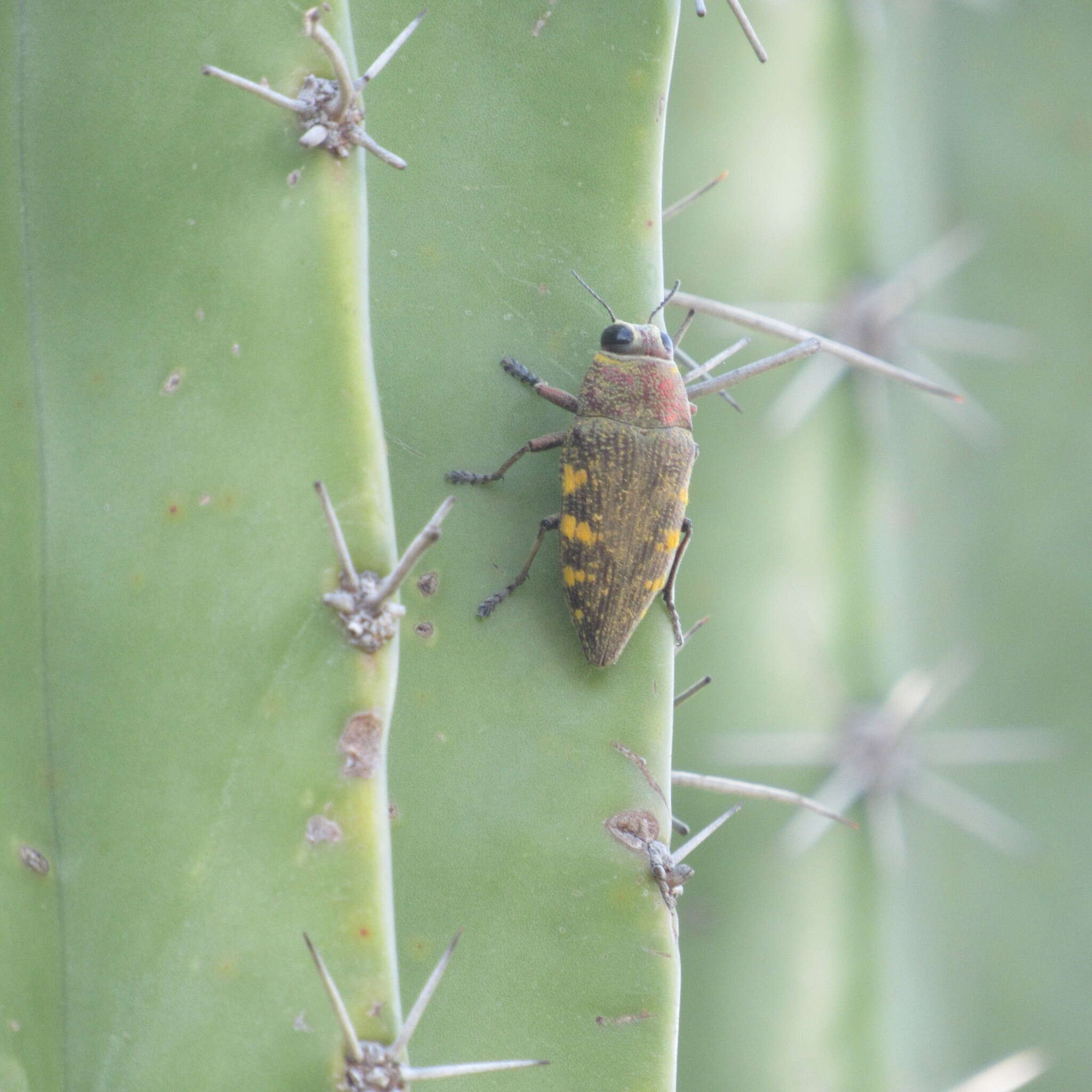 Image of Lampetis hirtomaculata (Herbst 1801)