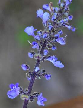 Image of <i>Coleus graveolens</i>