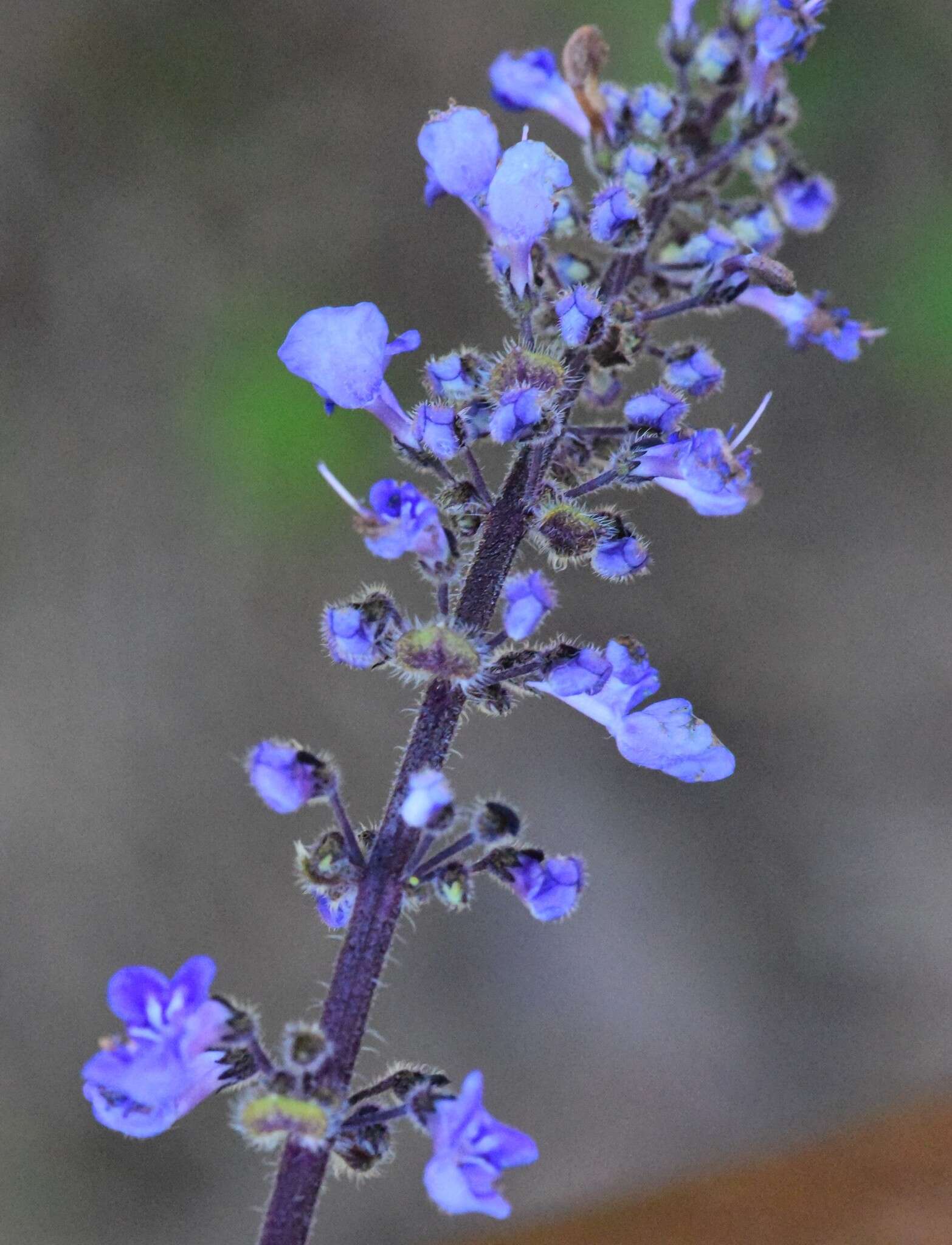 Image de <i>Coleus graveolens</i>