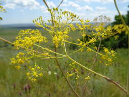 Image of Ferula tatarica Fischer ex Sprengel