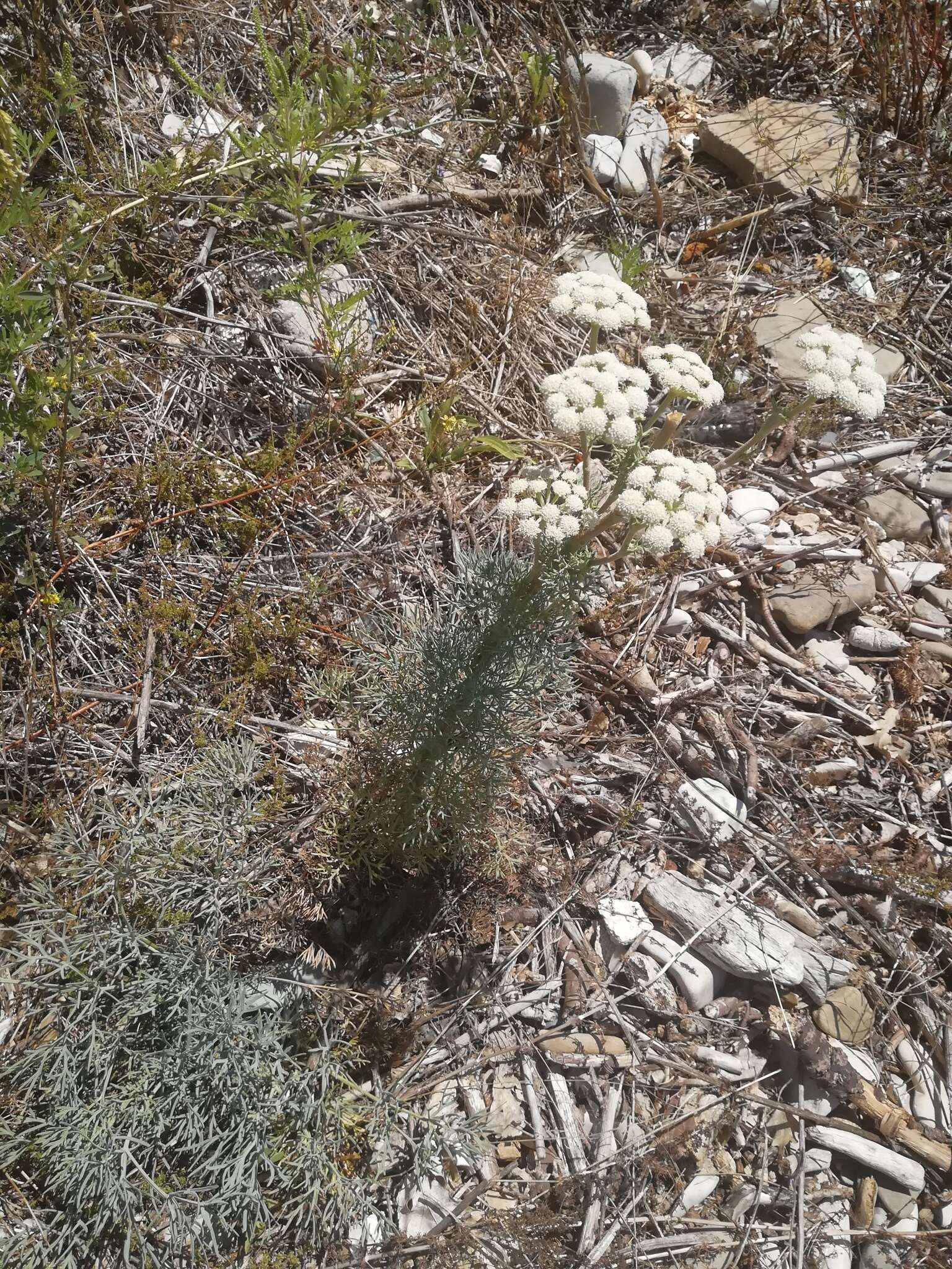 Image of Seseli ponticum Lipsky