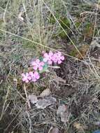 Atocion armeria var. lituanicum (Zapal.) Niketic & Stevan. resmi