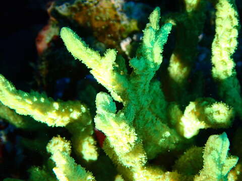 Image of spine coral