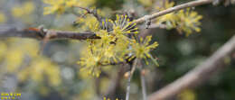 Plancia ëd Cornus officinalis Siebold & Zucc.