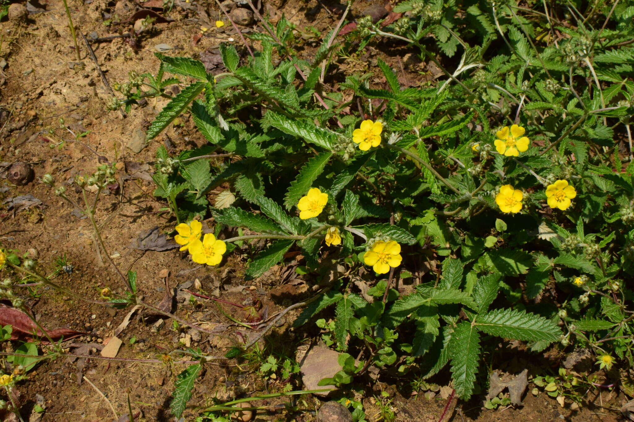 Image of Potentilla discolor Bunge