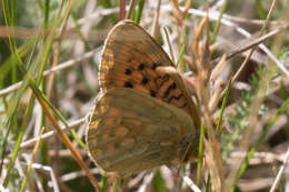 Image of Speyeria mormonia bischoffi Edwards 1871