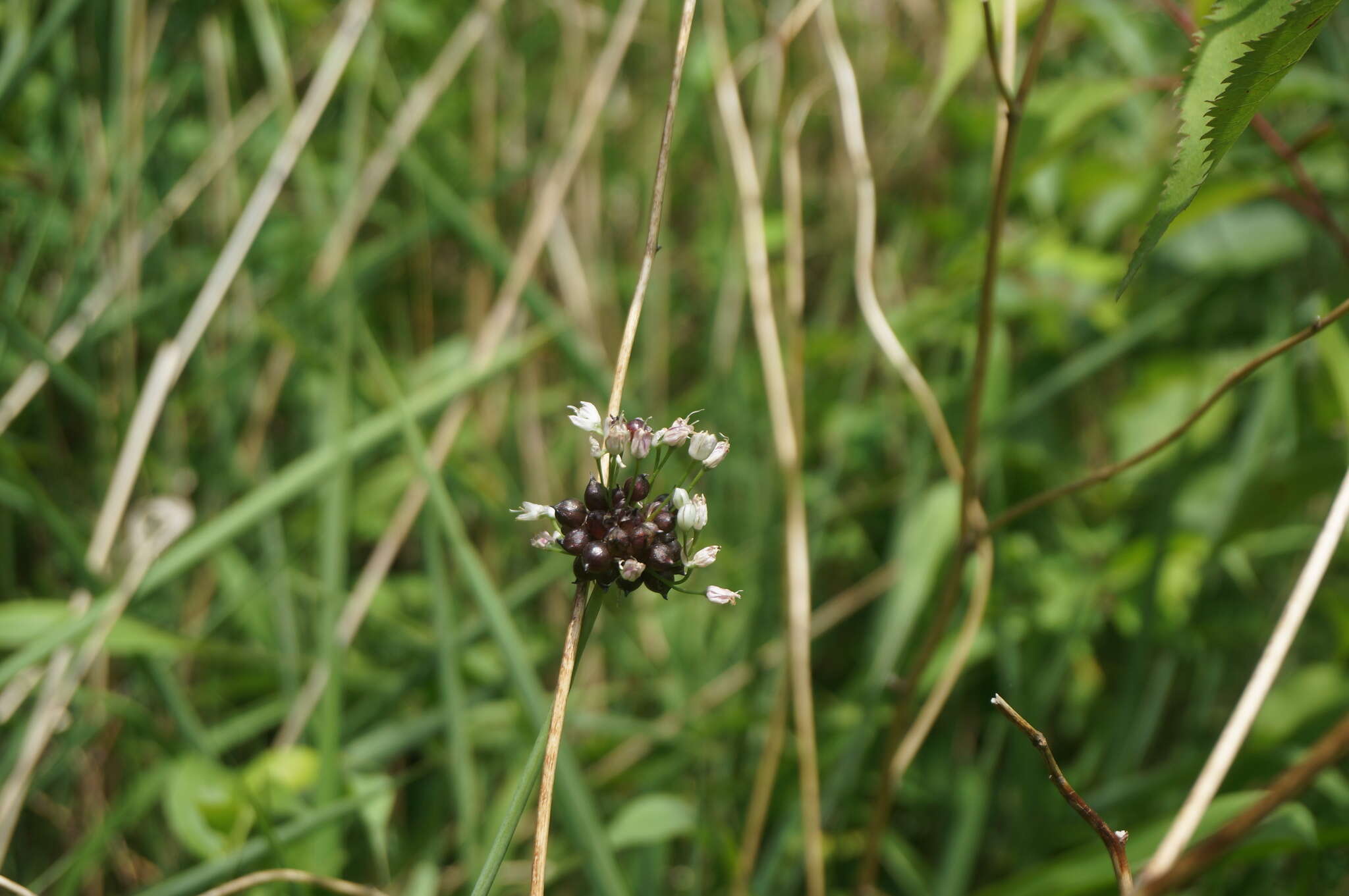 Image of Allium macrostemon Bunge