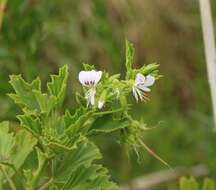 Image of Pelargonium ribifolium Jacq.