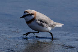 Image of Chestnut-banded Plover