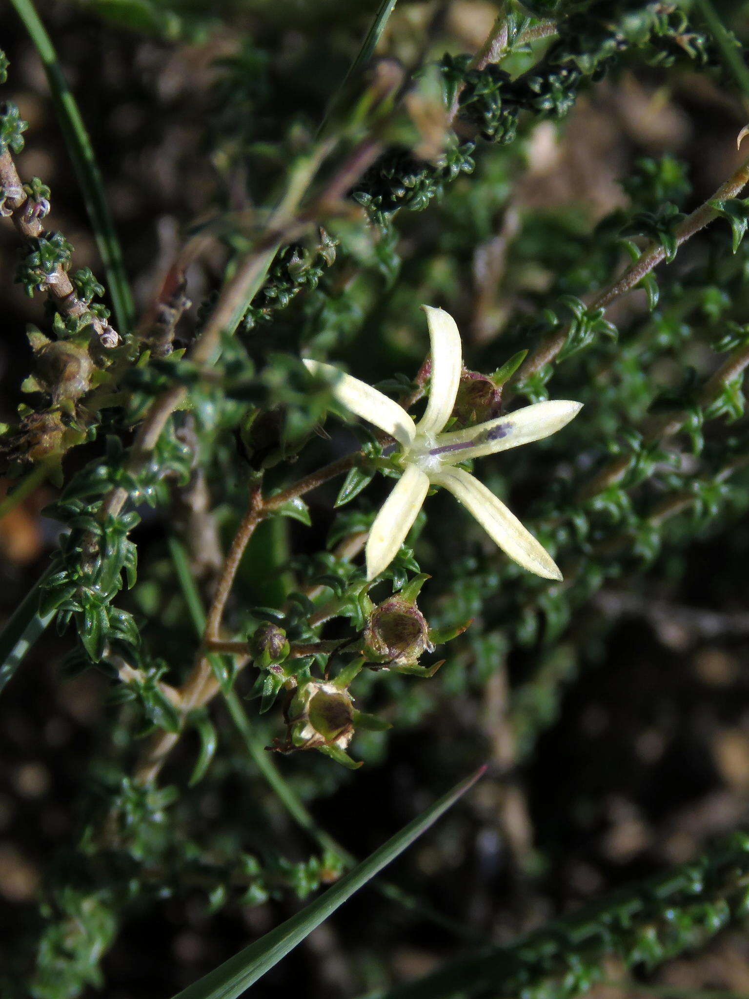 صورة Wahlenbergia nodosa (H. Buek) Lammers