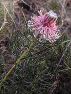 Plancia ëd Serruria cyanoides (L.) R. Br