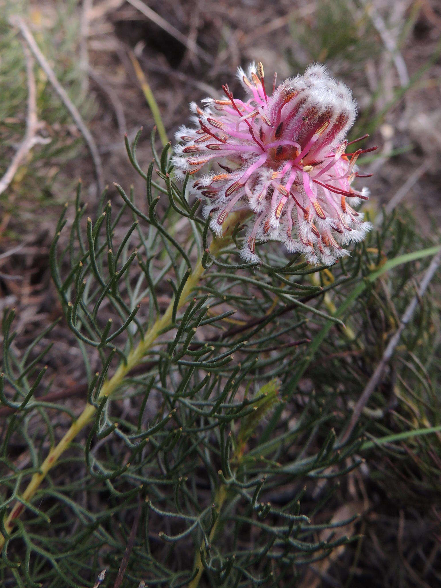 Image of Serruria cyanoides (L.) R. Br