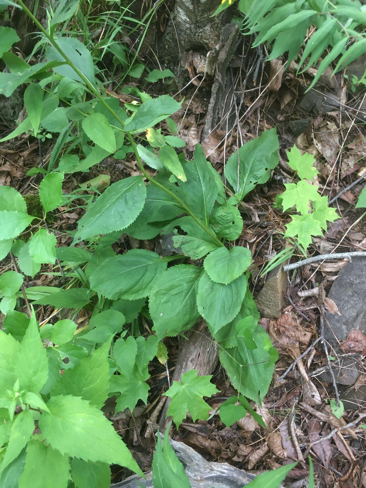 Image of Atlantic goldenrod