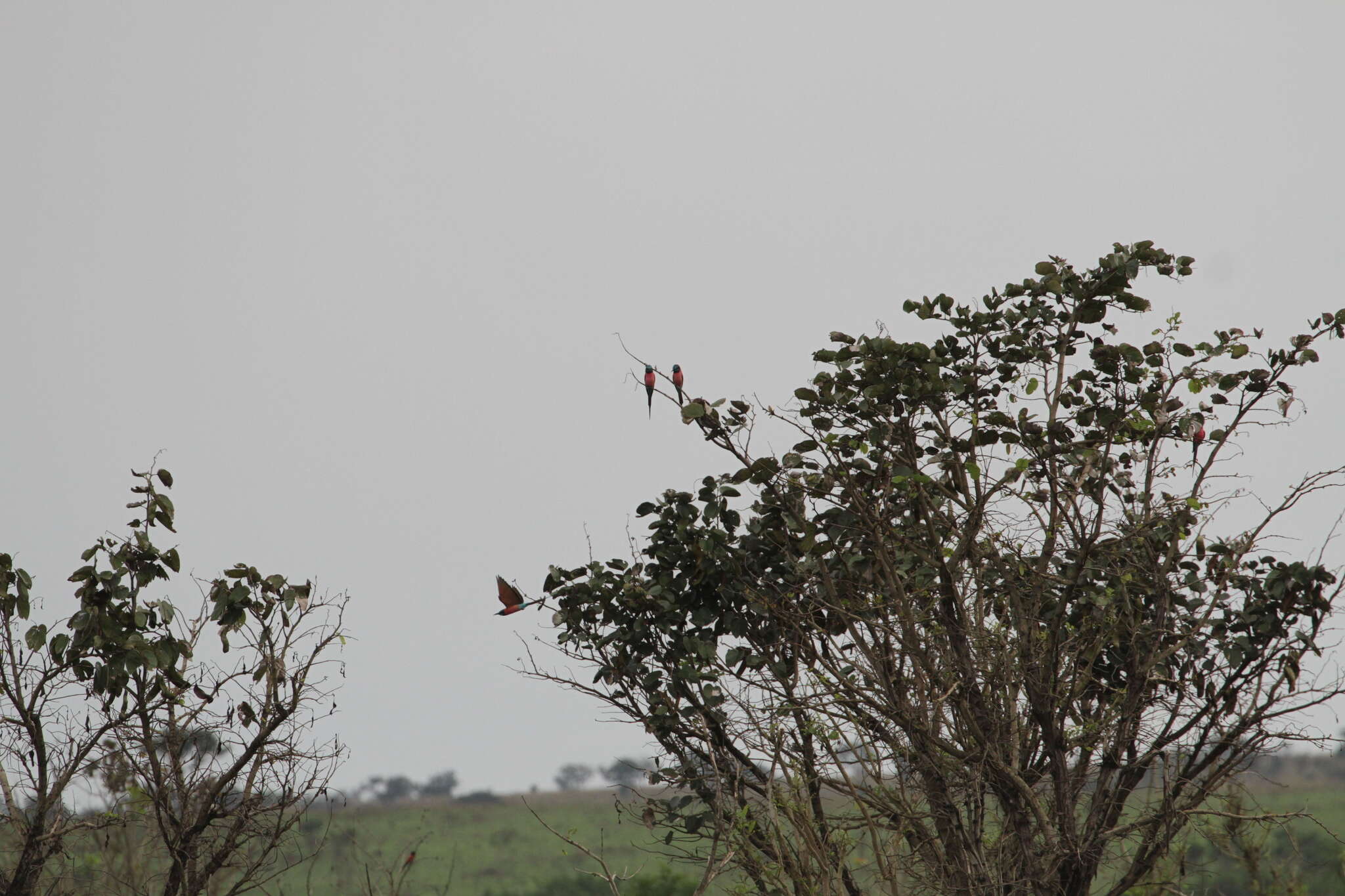 Image of Northern Carmine Bee-eater