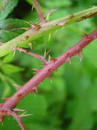 Image of Rubus sprengelii Weihe