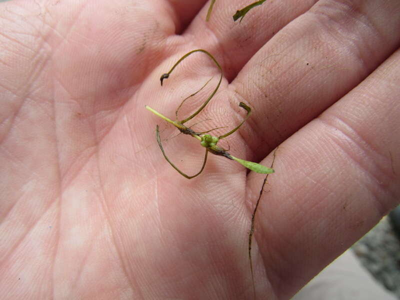 Image of waterthread pondweed