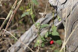 Image of Cucumis althaeoides (Ser.) P. Sebastian & I. Telford