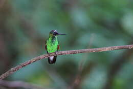 Image of Oaxaca Hummingbird