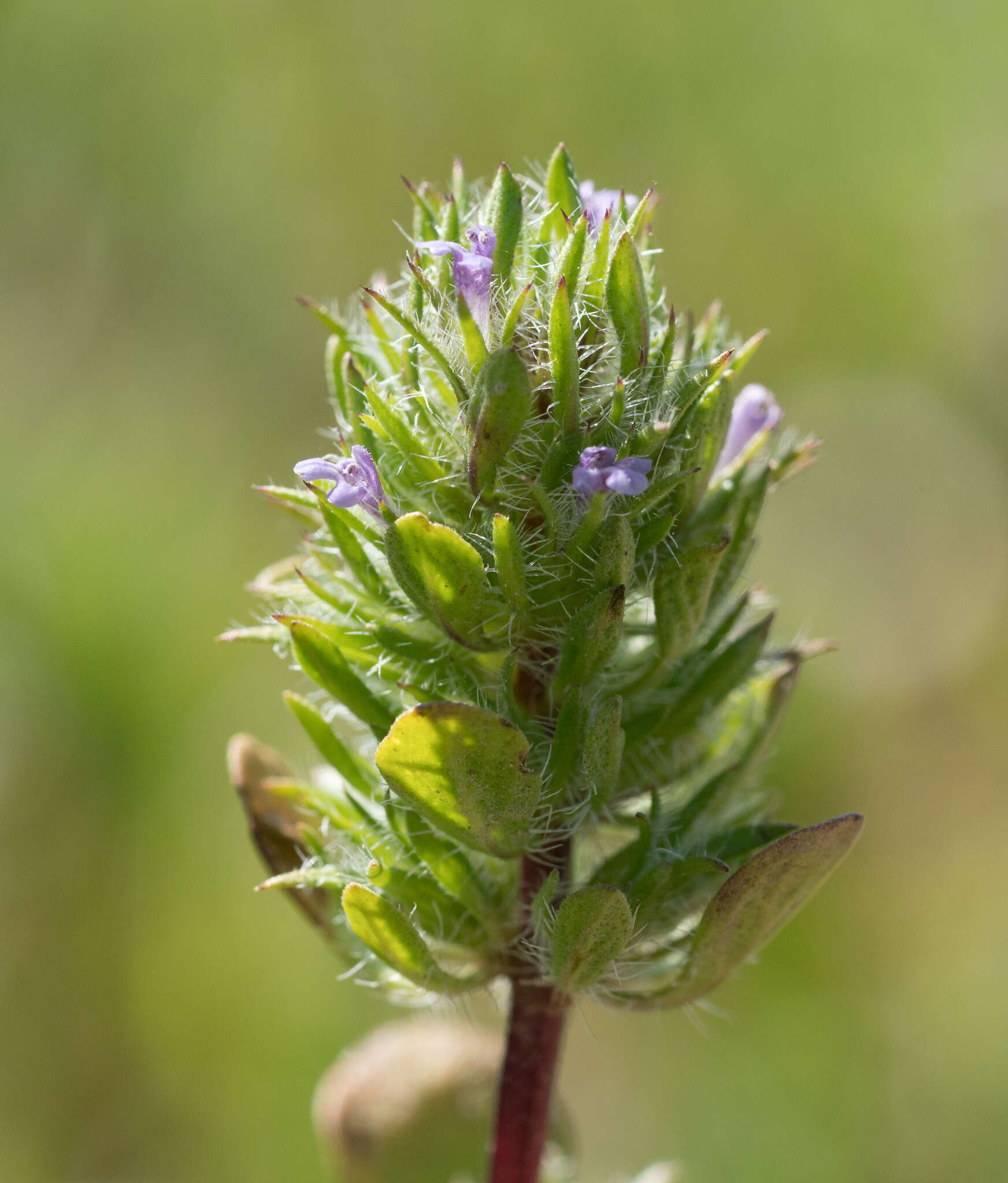 Image de Pogogyne zizyphoroides Benth.