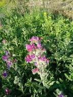 Image of Echium judaeum Lacaita