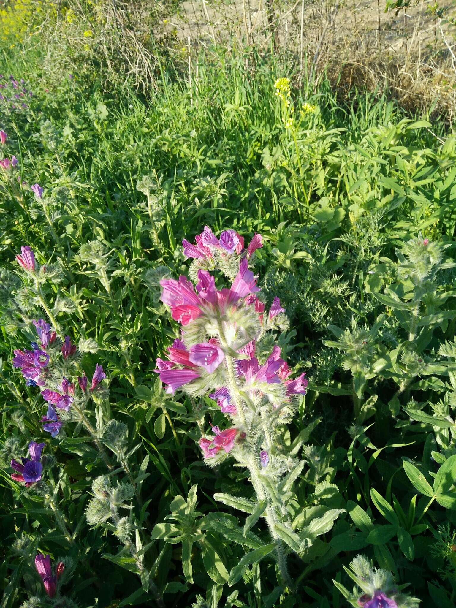 Echium judaeum Lacaita的圖片